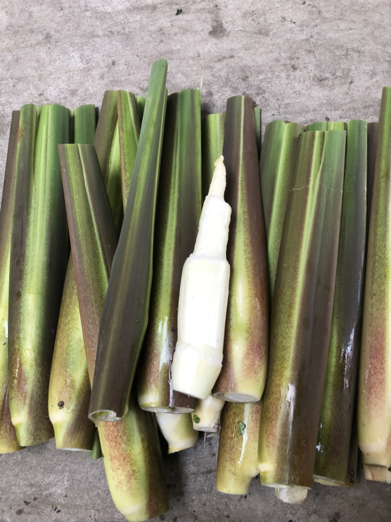德清供应大量双季茭白