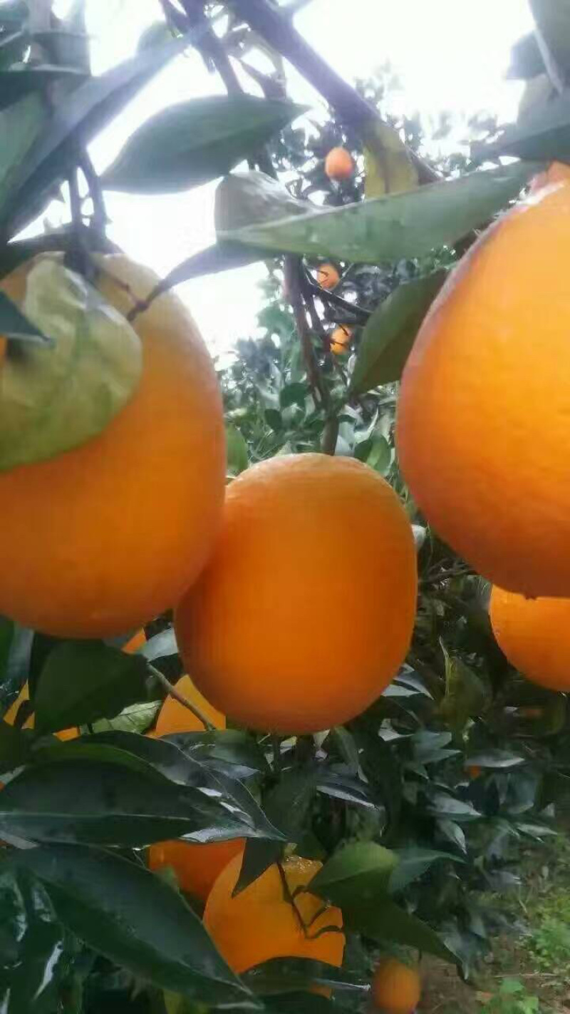 湖北宜昌脐橙长红脐橙各种规格包装都可以提供量大优惠
