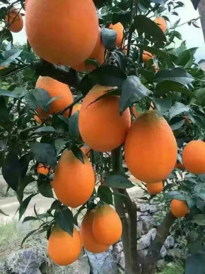 湖北宜昌脐橙长红脐橙各种规格包装都可以提供量大优惠