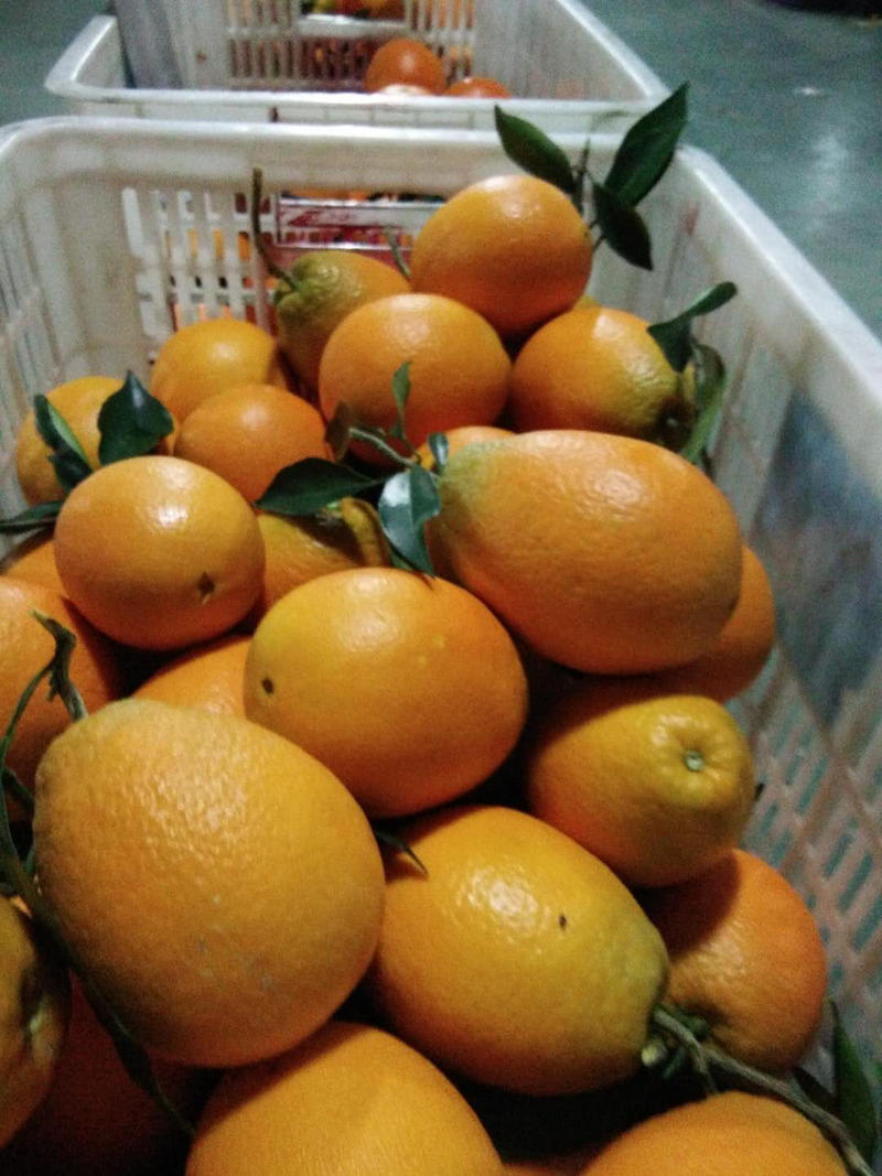 湖北宜昌脐橙长红脐橙各种规格包装都可以提供量大优惠