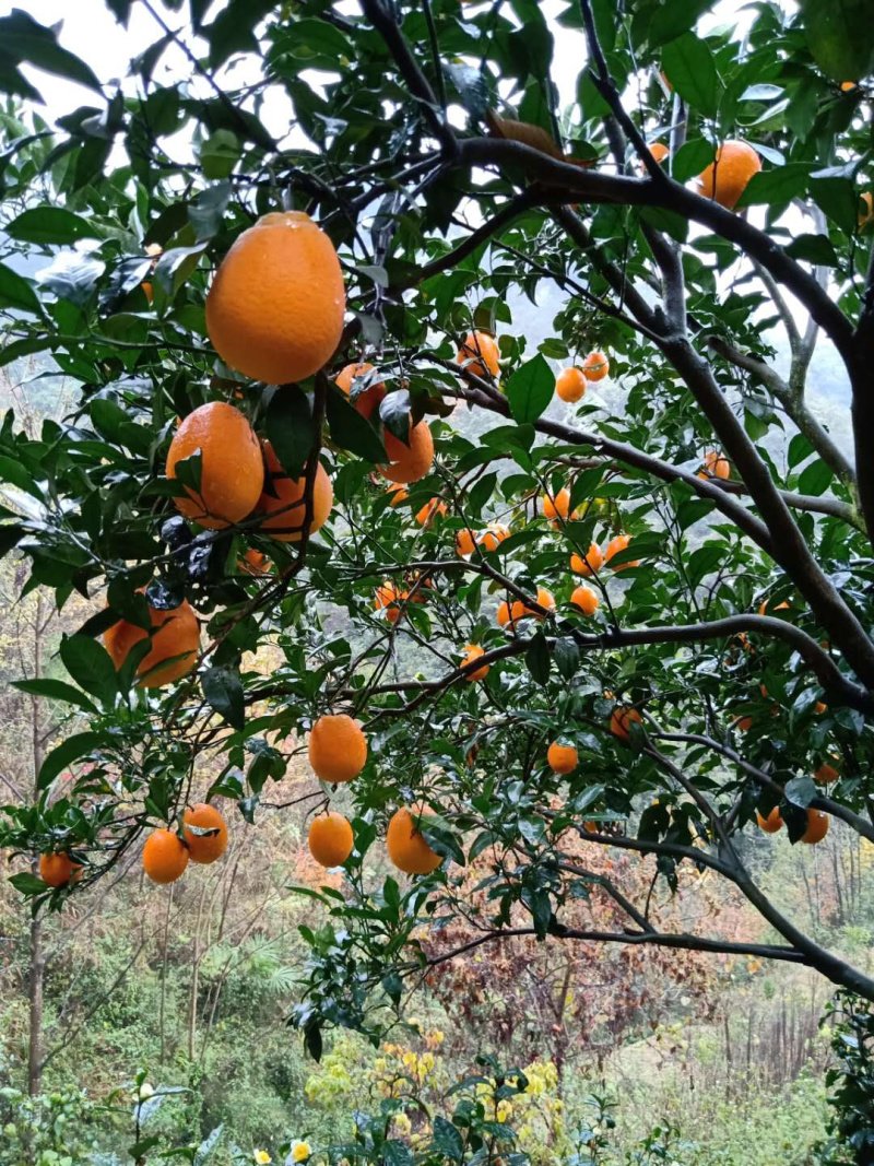 湖北宜昌脐橙长红脐橙各种规格包装都可以提供量大优惠