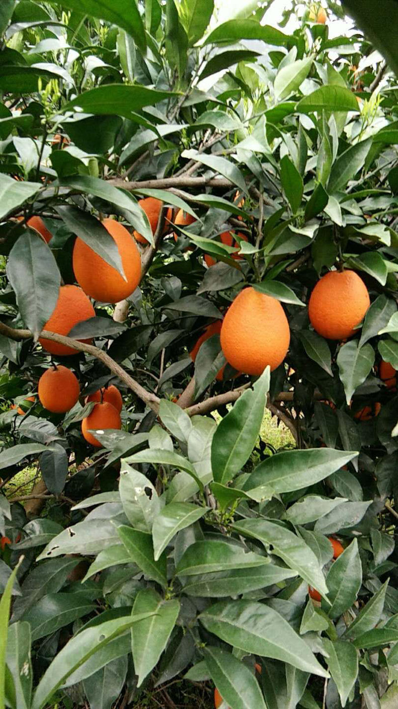 湖北宜昌脐橙长红脐橙各种规格包装都可以提供量大优惠