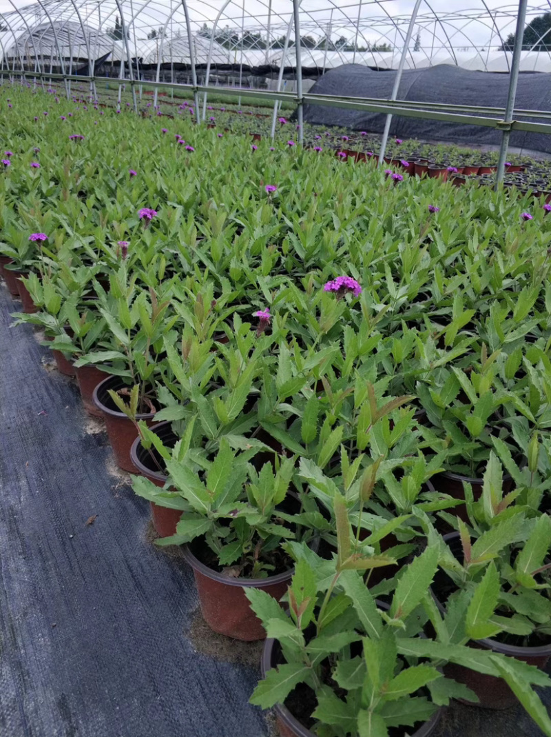 桑托斯马鞭草基地价，马鞭草杯苗，美女樱批发
