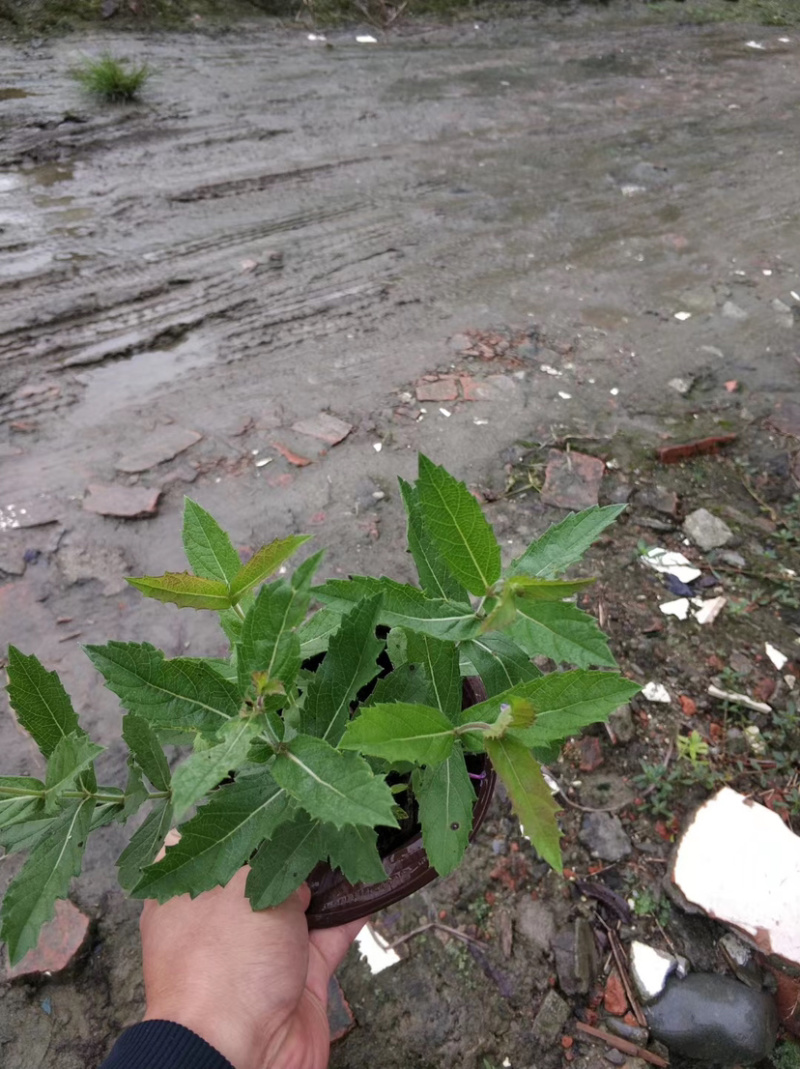 桑托斯马鞭草基地价，马鞭草杯苗，美女樱批发