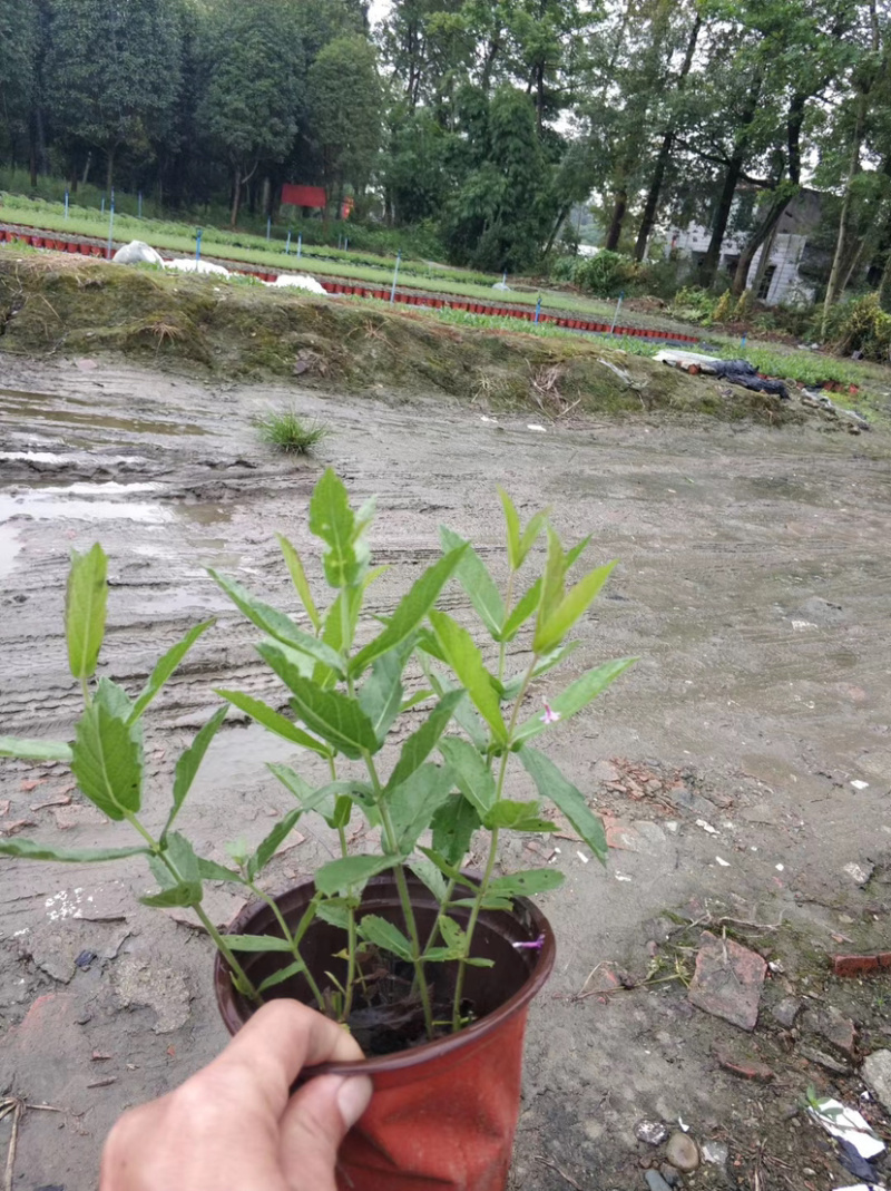 桑托斯马鞭草基地价，马鞭草杯苗，美女樱批发