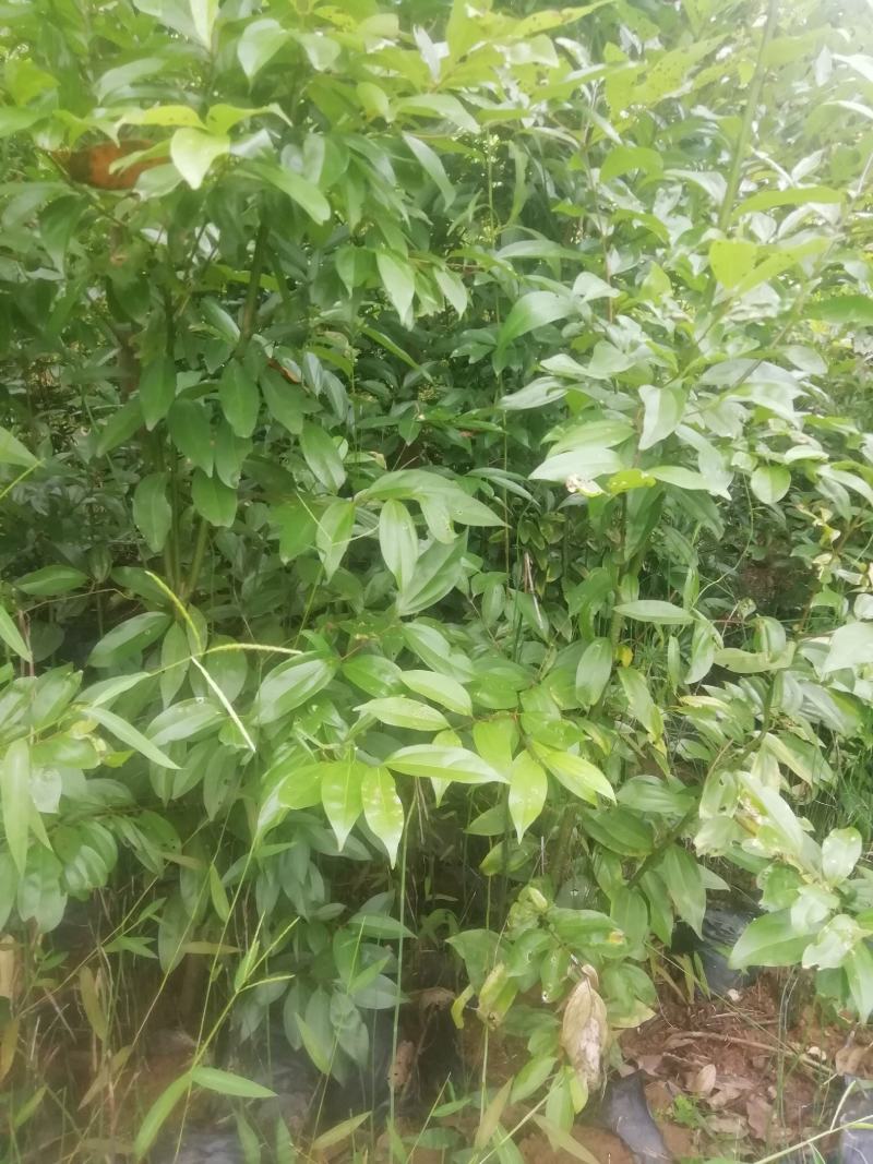 天竺桂地笼子基地直销