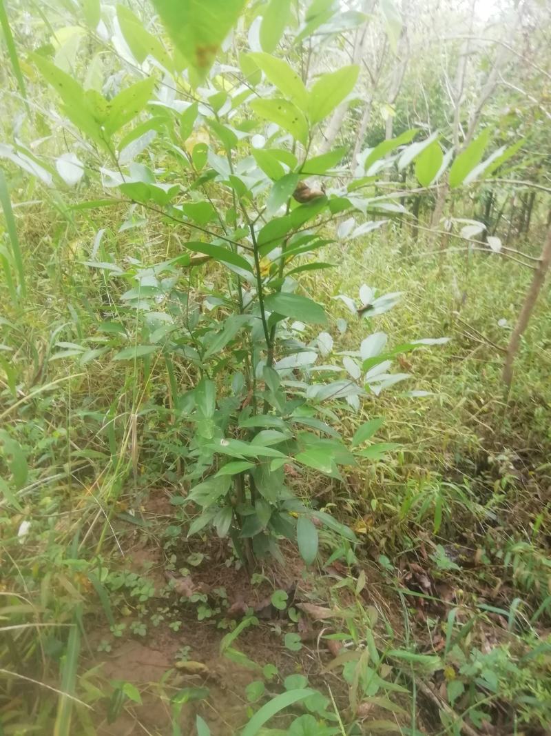 天竺桂地笼子基地直销