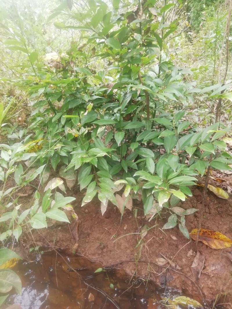 天竺桂地笼子基地直销