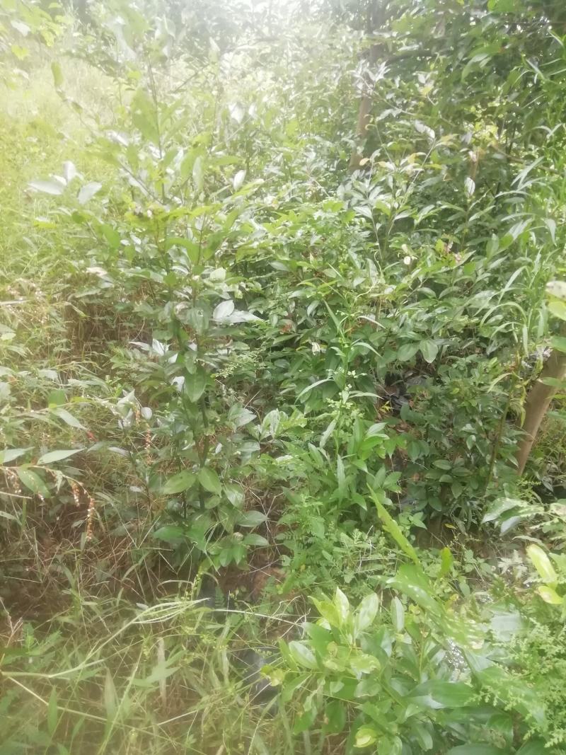 天竺桂地笼子基地直销
