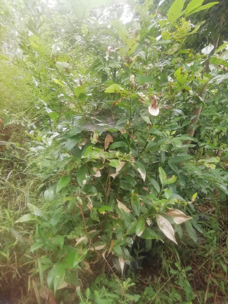 天竺桂地笼子基地直销