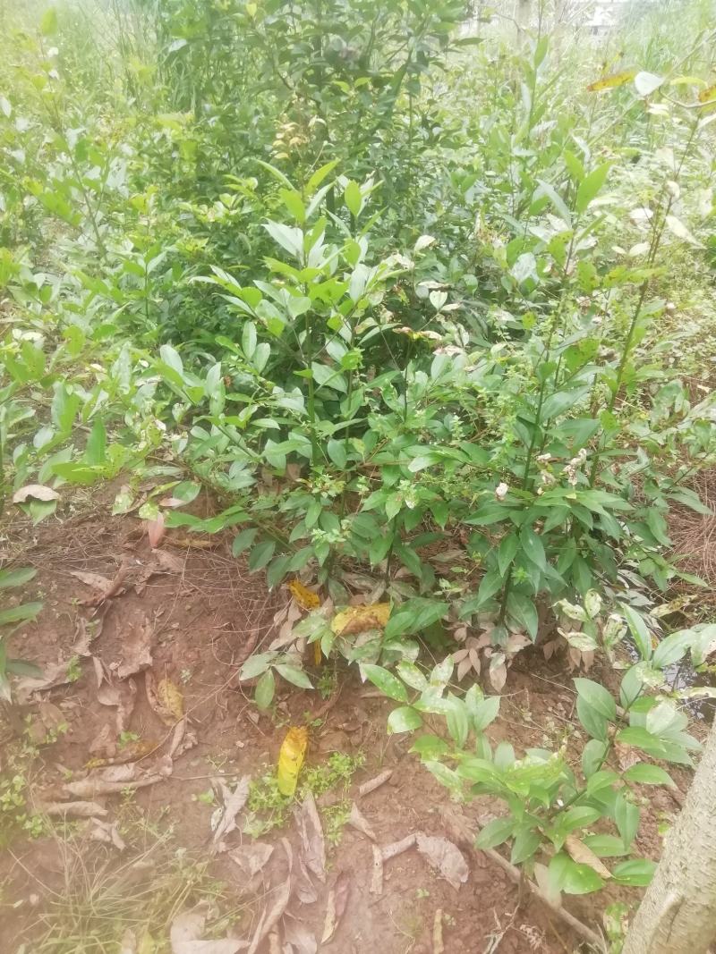 天竺桂地笼子基地直销
