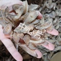 郁金无硫通货郁金产地直销批发中药材批发郁金