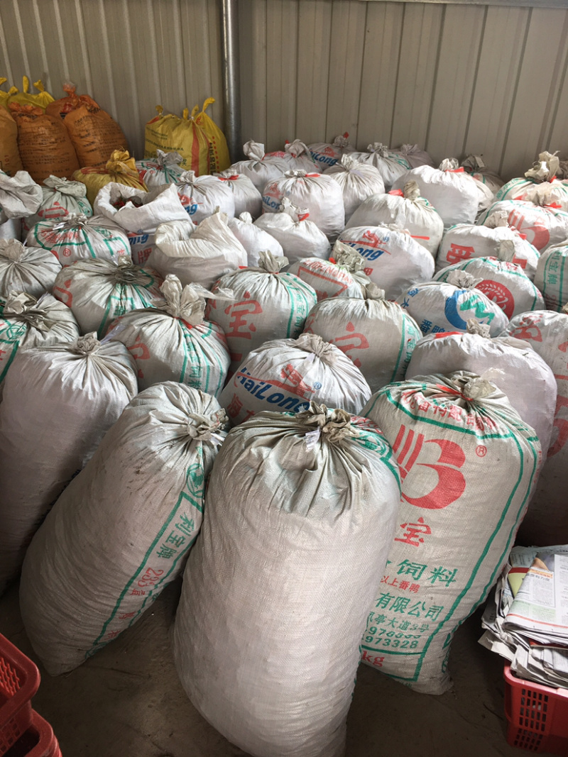 朝天椒，小米辣椒，广东粤西地区即将上市！