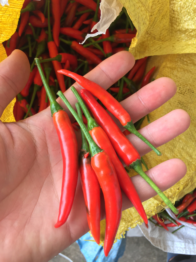 朝天椒，小米辣椒，广东粤西地区即将上市！