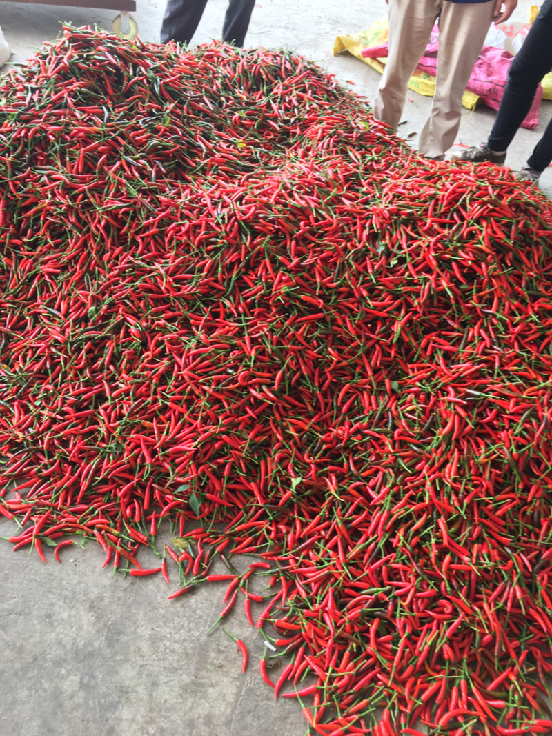 朝天椒，小米辣椒，广东粤西地区即将上市！