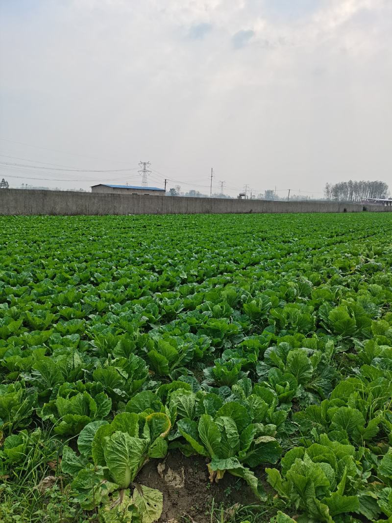 实力老板湖北白萝大量供应对接超市加工厂量大优惠