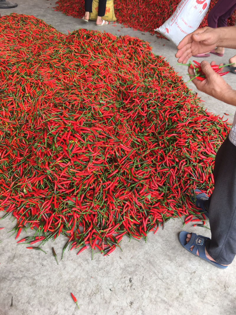 朝天椒，小米辣椒，广东粤西地区即将上市！