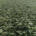西瓜红烟薯303薯苗，大田苗。高产，品质好，无病毒