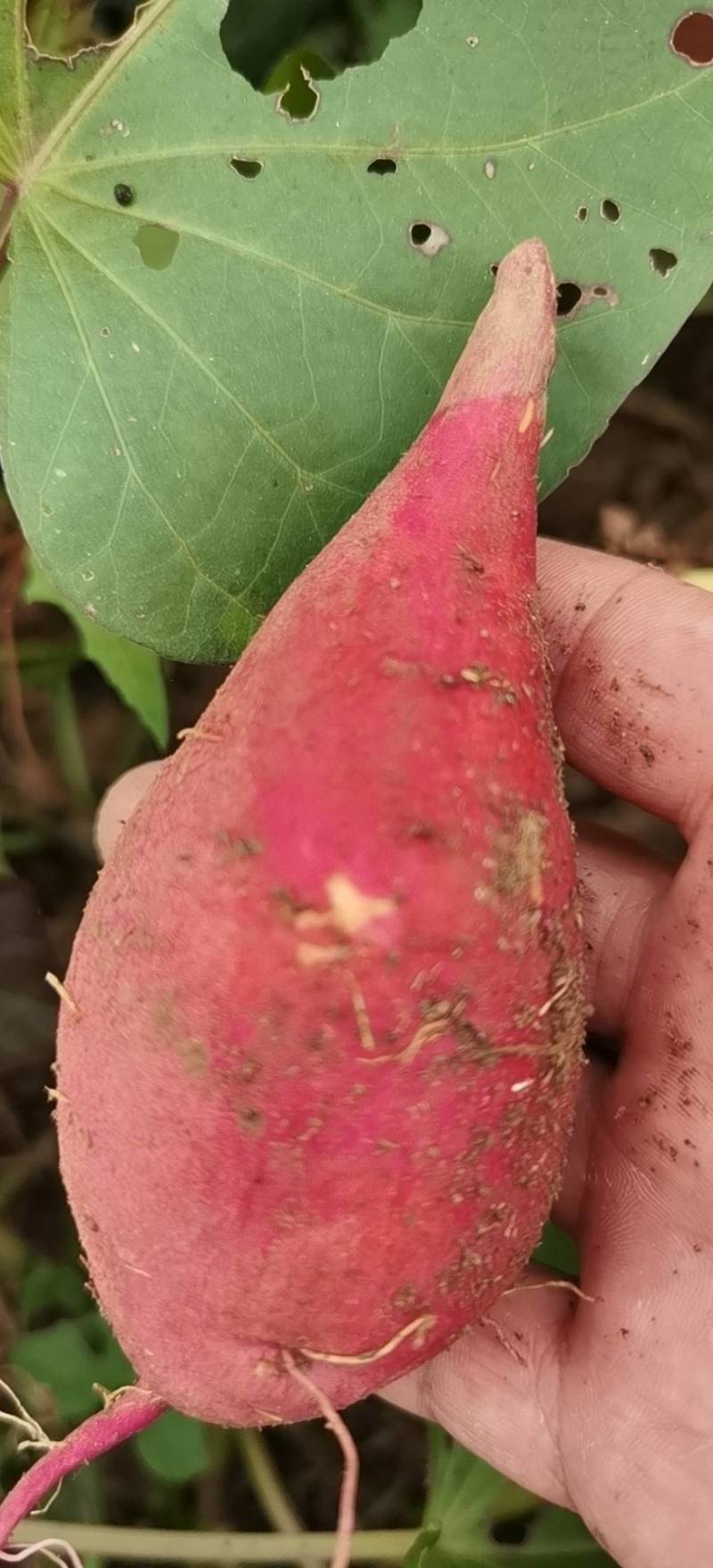 西瓜红烟薯303薯苗，大田苗。高产，品质好，无病毒