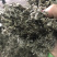 艾叶艾草整个艾叶切片艾叶大艾叶实物拍摄泡脚艾叶