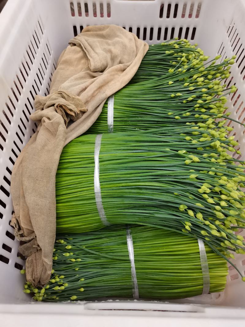 石屏县韭菜花直销点大水村