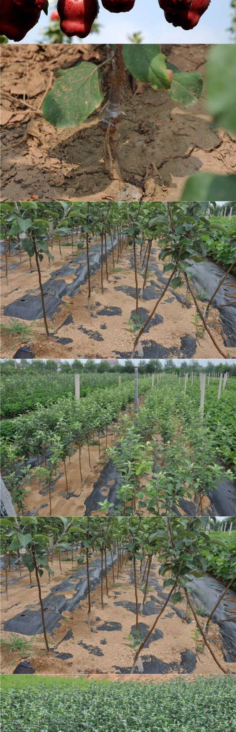 蛇果苹果树果苗嫁接果树花牛盆栽地栽特大南北方种植当年结果