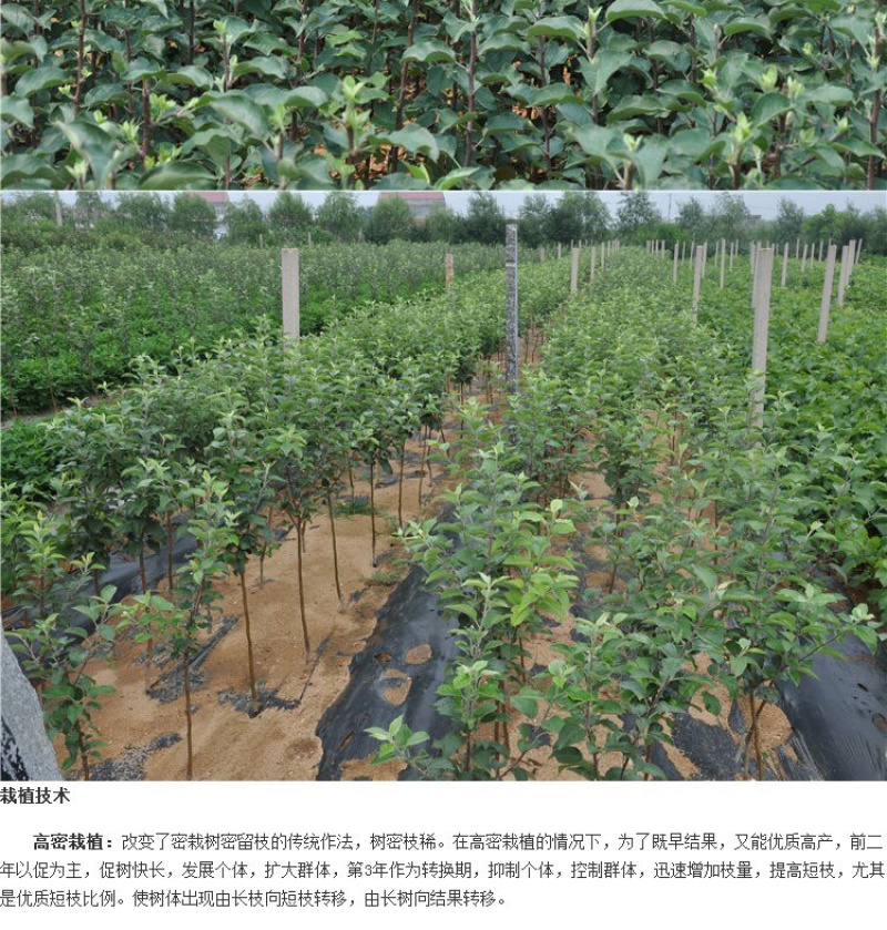 蛇果苹果树果苗嫁接果树花牛盆栽地栽特大南北方种植当年结果