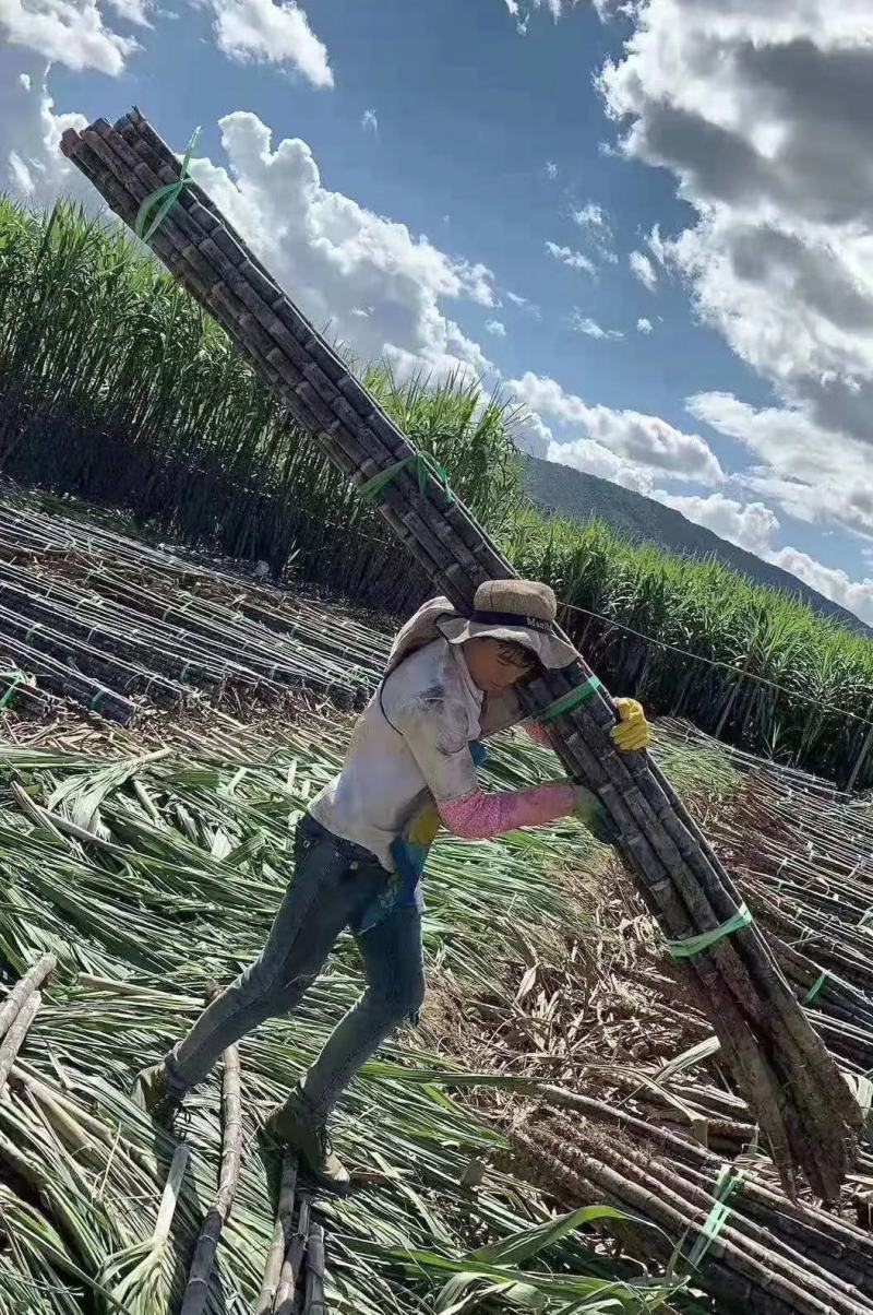 纯正广西黑皮甘蔗供应产地，结巴均匀，口感甜脆，提供回程车