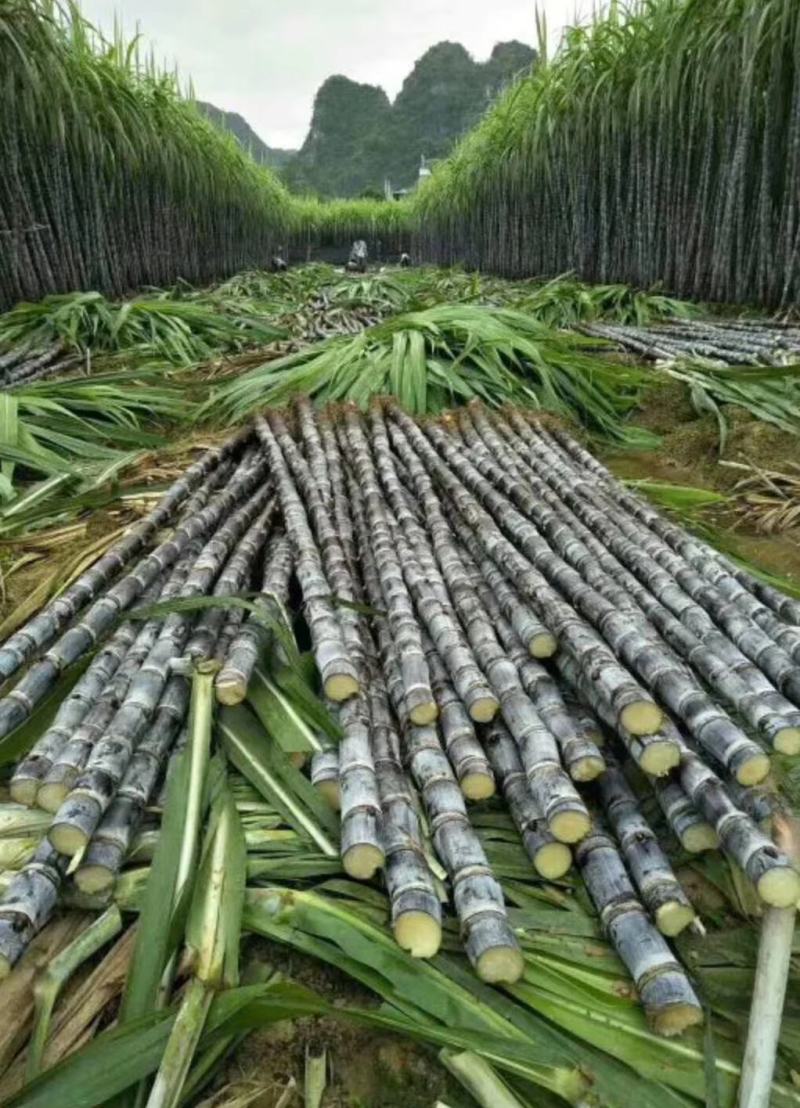 纯正广西黑皮甘蔗供应产地，结巴均匀，口感甜脆，提供回程车