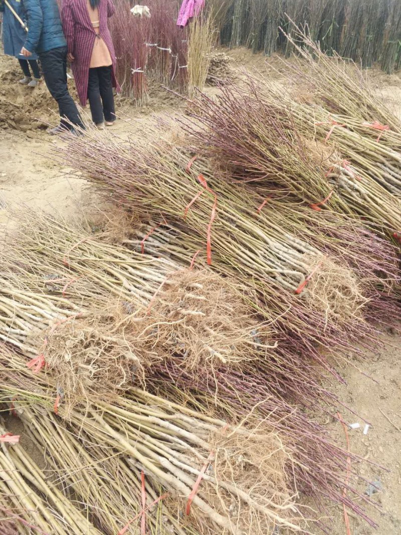 桃树苗有黄桃树苗，毛桃树苗，油桃树苗，包纯度，成活率高