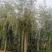 垂柳，嫁接垂柳，西湖垂柳，500亩苗圃直供