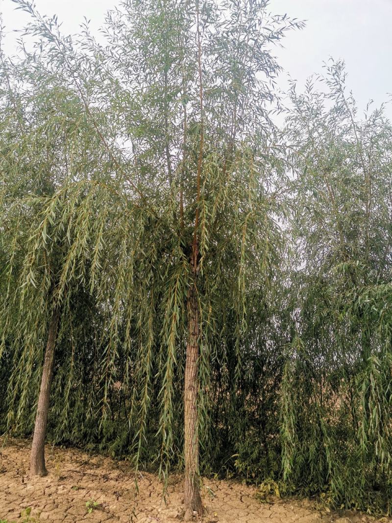 垂柳，嫁接垂柳，西湖垂柳，500亩苗圃直供