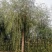 垂柳，嫁接垂柳，西湖垂柳，500亩苗圃直供