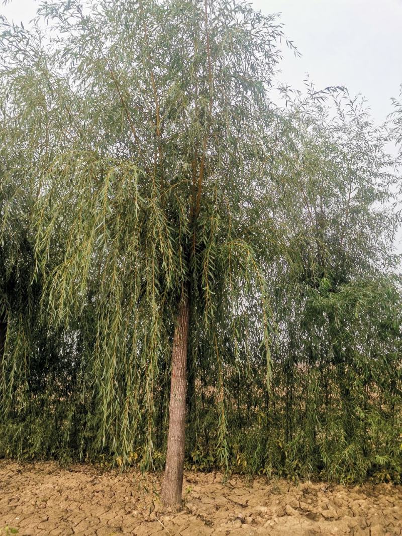 垂柳，嫁接垂柳，西湖垂柳，500亩苗圃直供