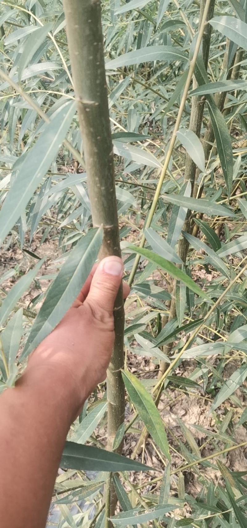 竹柳苗，速生柳，青皮柳，柳树苗，200亩苗圃直供