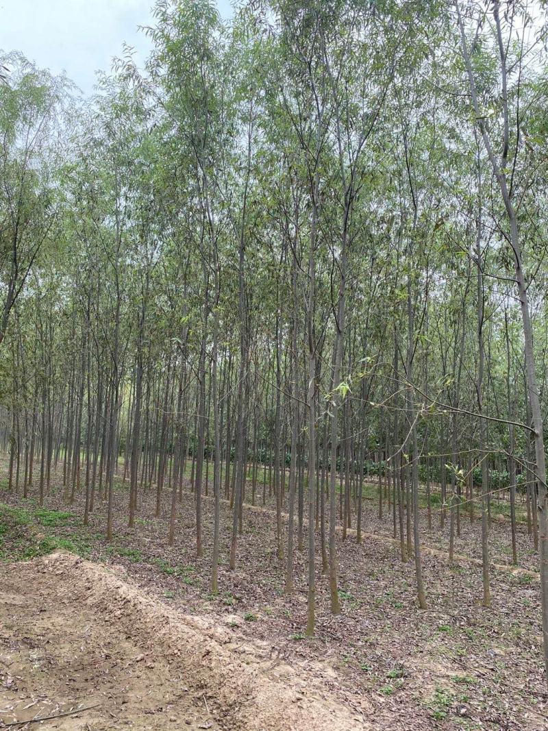 竹柳苗，速生柳，青皮柳，柳树苗，200亩苗圃直供