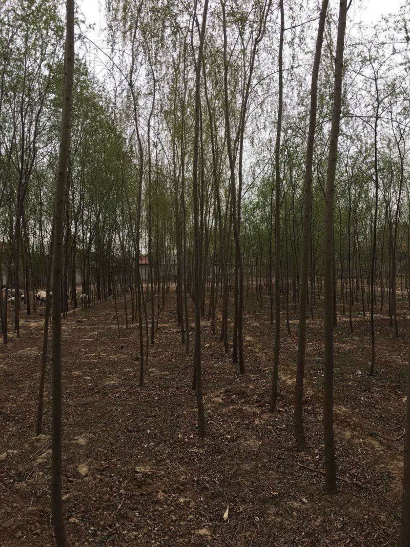 竹柳苗，速生柳，青皮柳，柳树苗，200亩苗圃直供