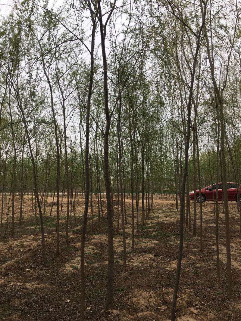 竹柳苗，速生柳，青皮柳，柳树苗，200亩苗圃直供