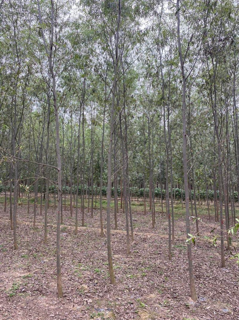 竹柳苗，速生柳，青皮柳，柳树苗，200亩苗圃直供