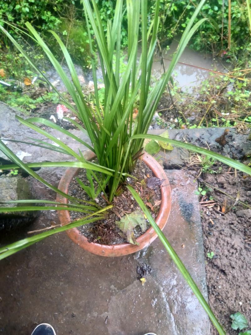 .绿植春兰盆景，春兰盆景适应阳台及庭院栽培。