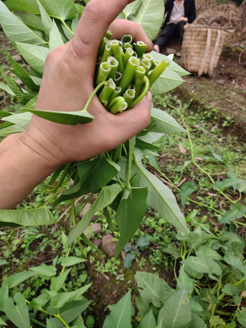 空心菜苗，（地里种）