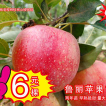 鲁丽苹果苗矮化两年苗嫁接早熟脆甜苹果苗全红全网低价