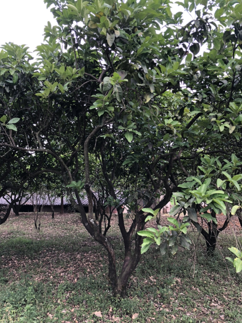 柚子树（诚信经营以质量求生存）