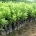 杨梅苗嫁接东魁杨梅树苗南北方种植盆栽地栽果树苗当年结果