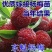 杨梅苗嫁接东魁杨梅树苗南北方种植盆栽地栽果树苗当年结果