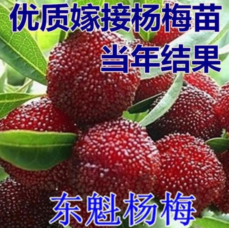 杨梅苗嫁接东魁杨梅树苗南北方种植盆栽地栽果树苗当年结果