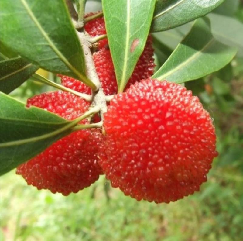 杨梅苗嫁接东魁杨梅树苗南北方种植盆栽地栽果树苗当年结果