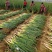 优质长白大葱种植基地欢迎广大客户前来订购