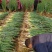 优质长白大葱种植基地欢迎广大客户前来订购