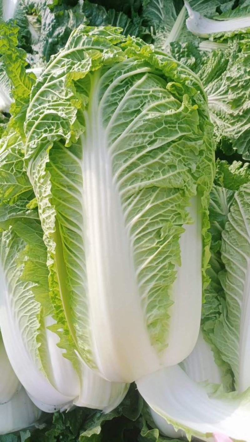 蔬菜，北京新三号大白菜，产地直发，货源充足！